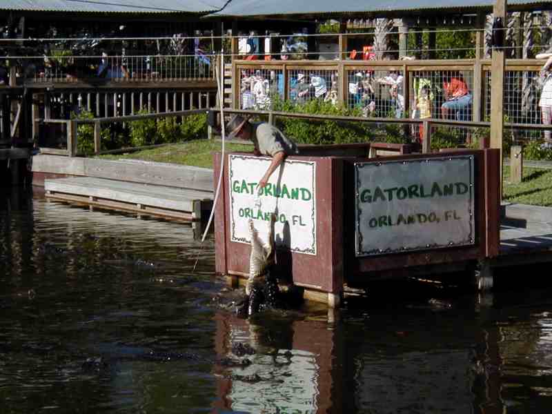 Gatorland only 20 minutes away! Gatorland Web Site http://www.gatorland.com/